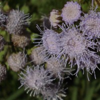 Ageratum houstonianum Mill.